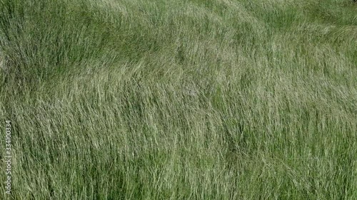 Tall grass blowing in the wind, slow motion