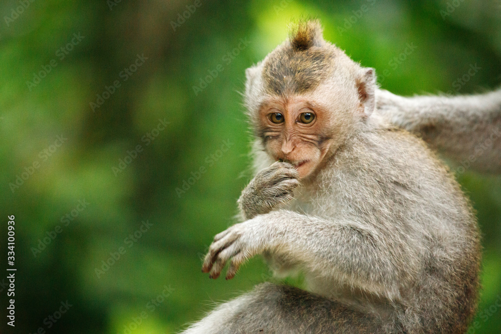 Long-tailed macaque in Sacred Monkey Forest, Ubud, Indonesia Long-tailed macaque in Sacred Monkey Forest, Ubud, Indonesia