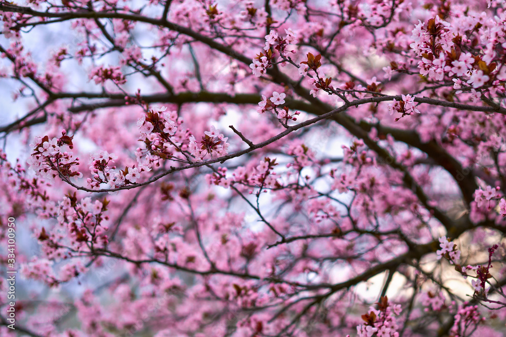 beautiful spring landscape - blooming trees, bright pink and white flowers as background beautiful spring landscape - blooming trees, bright pink and white flowers as background