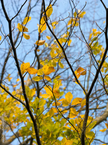 Beechtree leaves. Netherlands. Autumn. Fall colors photo
