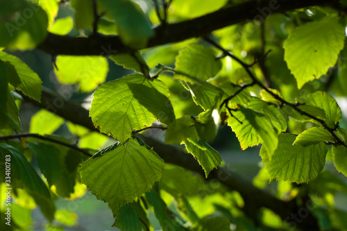 Beechtree leaves. Netherlands.  photo
