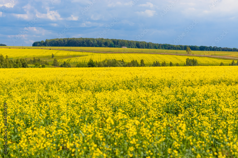 Beautiful yellow fields of blooming rapeseed in sunny weather in spring or summer. Landscape. Ecological culture. Biofuel.