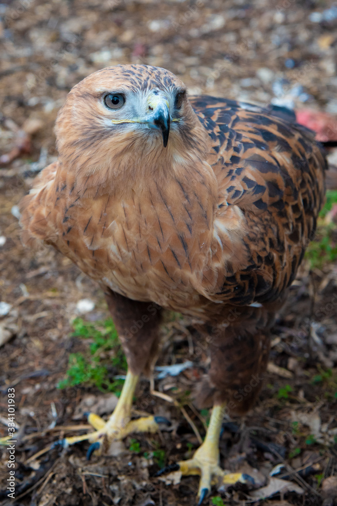 Buzzard buteo close up portrait raptor bird Buzzard buteo close up portrait raptor bird