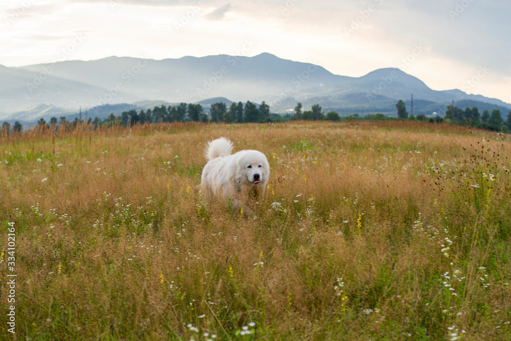 white thoroughbred dog on background of mountains