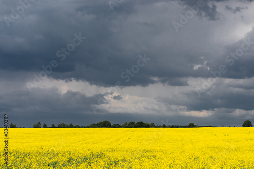 Beautiful yellow fields of blooming rapeseed in sunny weather in spring or summer. Dark sky. Landscape. Ecological culture. Biofuel.