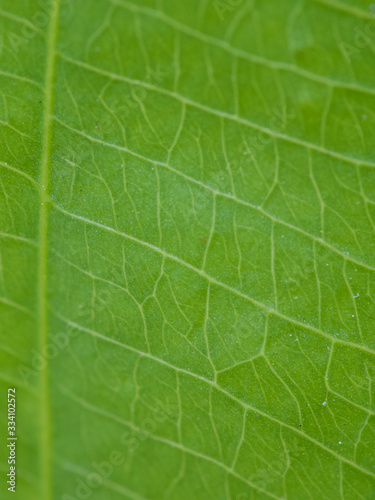 macro green leaf
