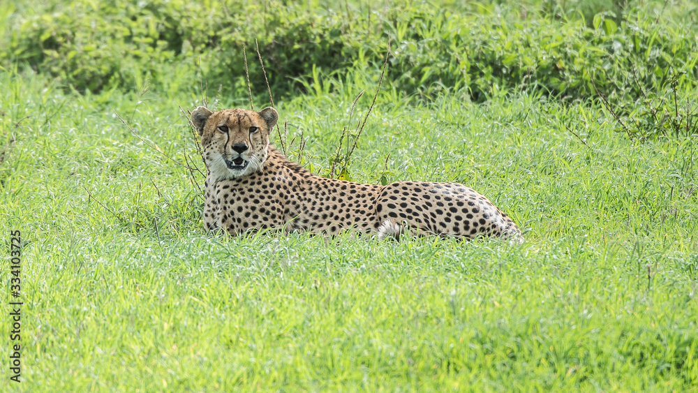 Cheetah slim (Acinonyx jubatus) cat sitting in the tall grass of Africa Botswana Cheetah slim (Acinonyx jubatus) cat sitting in the tall grass of Africa Botswana