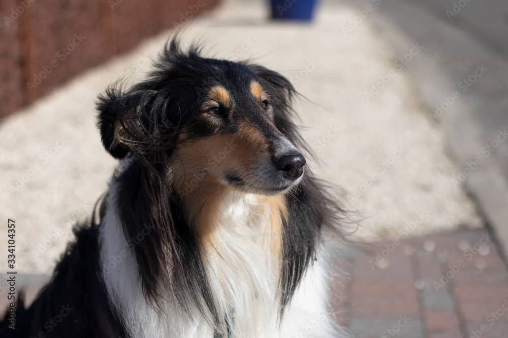 Fototapeta premium portrait of good dog sitting outside