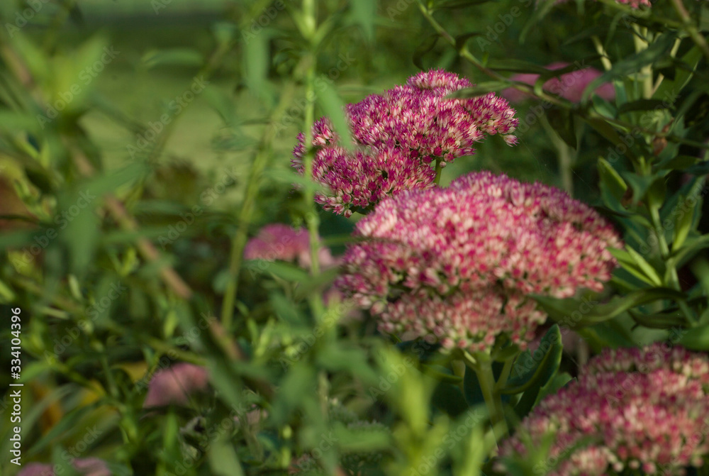 Sedum. Autumn. Fall. Netherlands