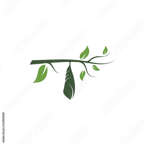 cocoon vector illustrtion design photo