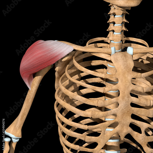 Photos 3d Illustration of the Deltoid Muscles Front View