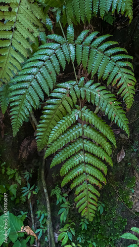 Green tropical leaf. Vertical background