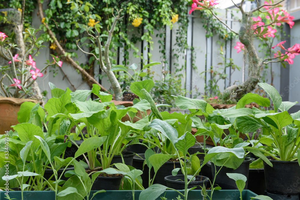 Home plant Chinese Cabbage-PAI TSAI or Brassica chinensis Jusl var parachinensis (Bailey) on pot in garden outdoor ,healthy food and living Home plant Chinese Cabbage-PAI TSAI or Brassica chinensis Jusl var parachinensis (Bailey) on pot in garden outdoor ,healthy food and living