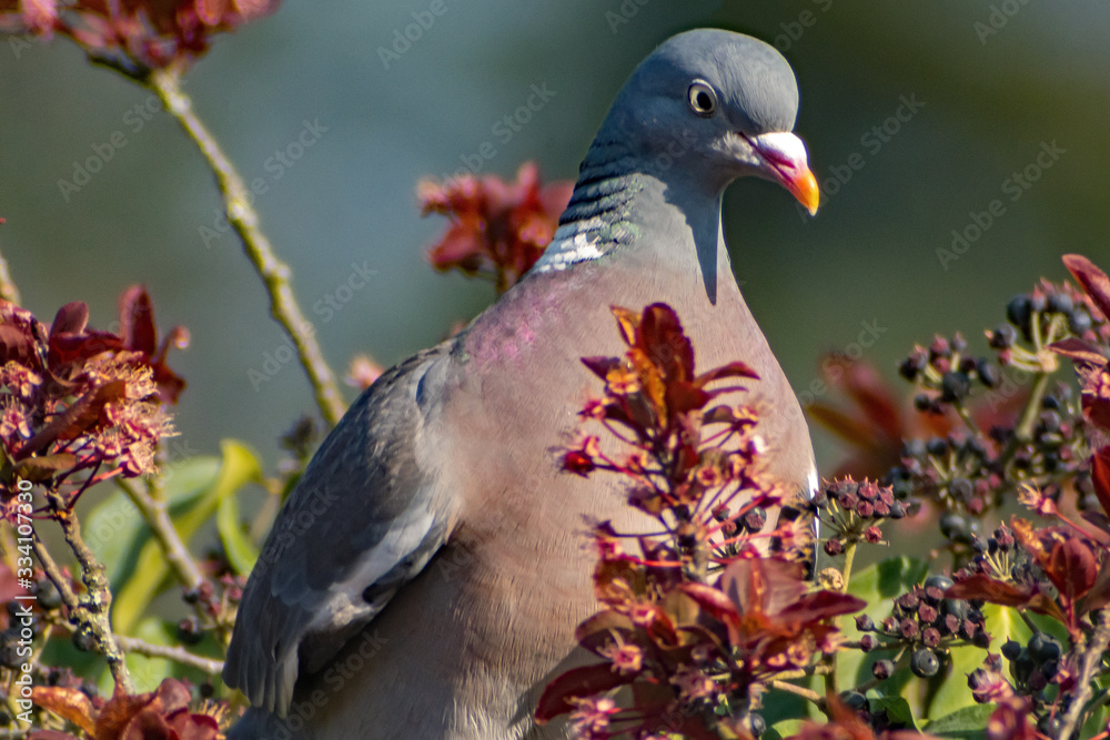 Fototapeta premium Wood pigeon sitting in a tree