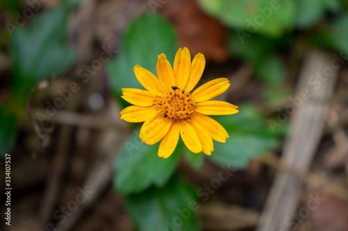 yellow flower