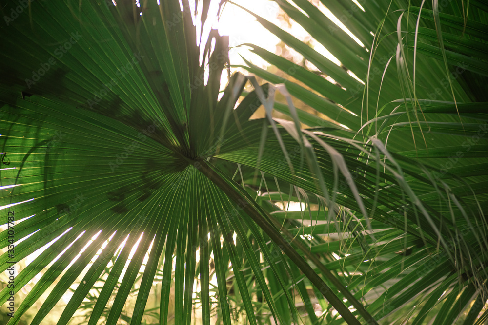 Leaf livistona chinensis is a species of subtropical palm tree from below Leaf livistona chinensis is a species of subtropical palm tree from below