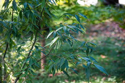 Young plant bignonia capreolata with leaves photo