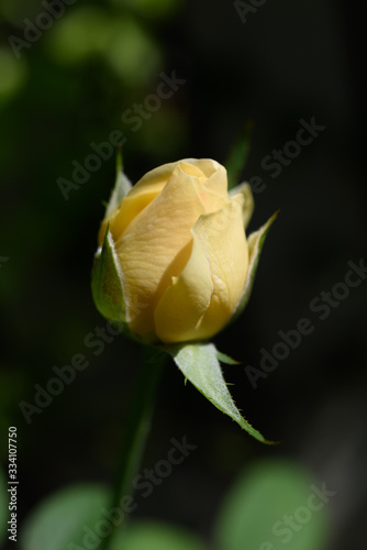 Beautiful yellow rose flower with  morning sun light in outdoor garden