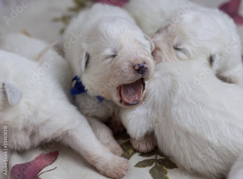 White blind newborn baby puppy yawns opened its mouth © Varvara Serebrova
