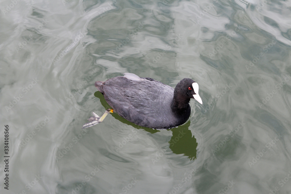 Eurasian coot (Fulica atra) or common coot swimming on the water in cold day Eurasian coot (Fulica atra) or common coot swimming on the water in cold day