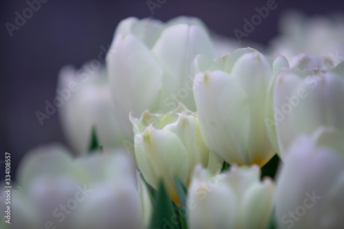 Fototapeta Naklejka Na Ścianę i Meble -  White tulips