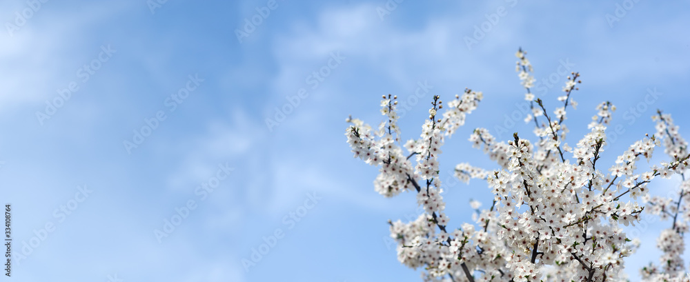 Branches of a blossoming cherry on a background of blue sky. with copy space. Beautiful image of spring nature. Panoramic image
