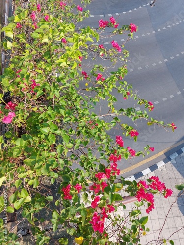 flower on street  garden nature 