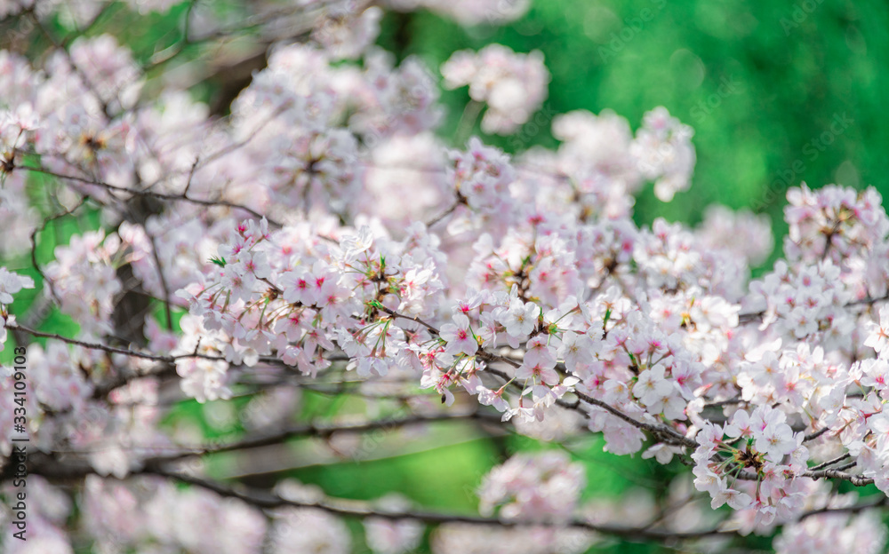 Cherry blossom in full bloom