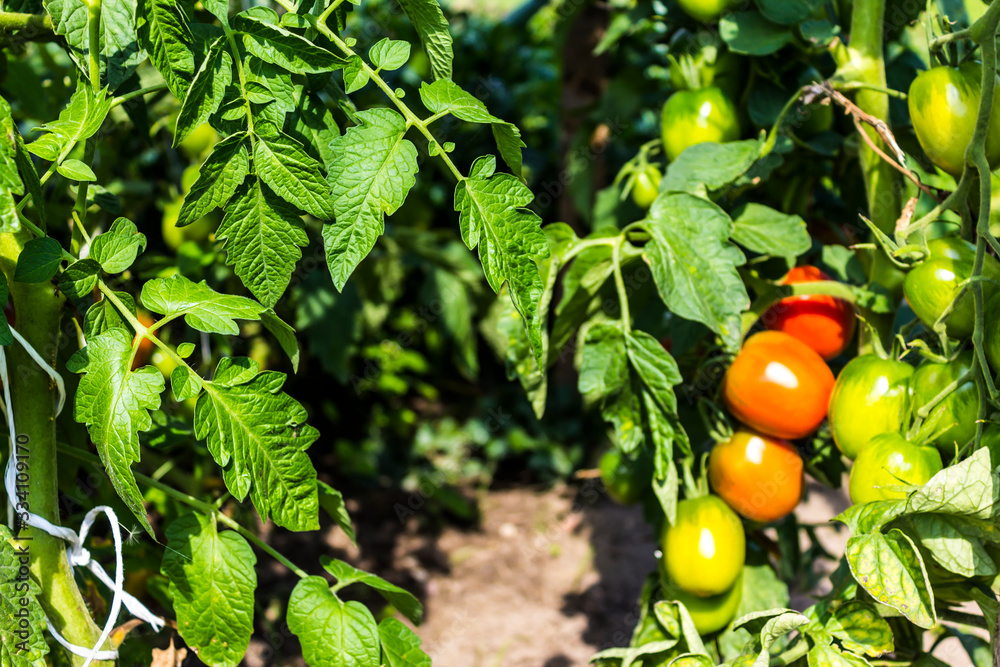 Harvest in the village. Ripening orange and green tomatoes on a branch of a bush.Material for the site about the country, garden, vegetables, summer.