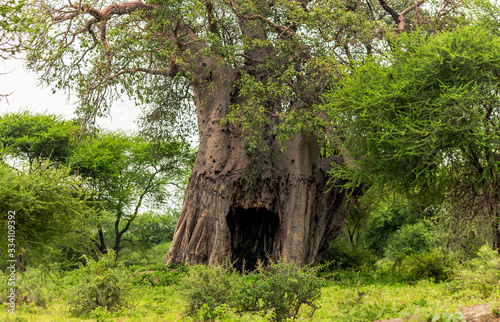 Old baobab tree in the savannah during the rainy season in Tanzania, South Africa