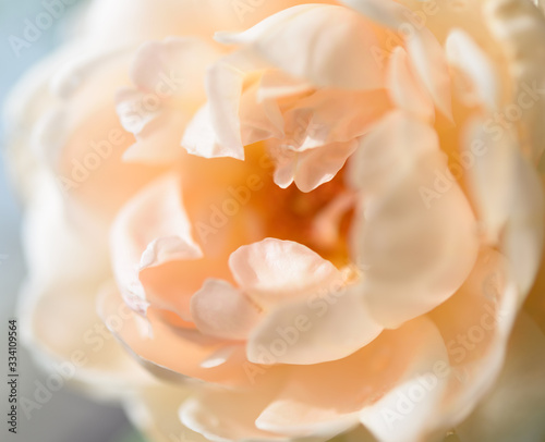 Beautiful close up softness yellow rose petal background