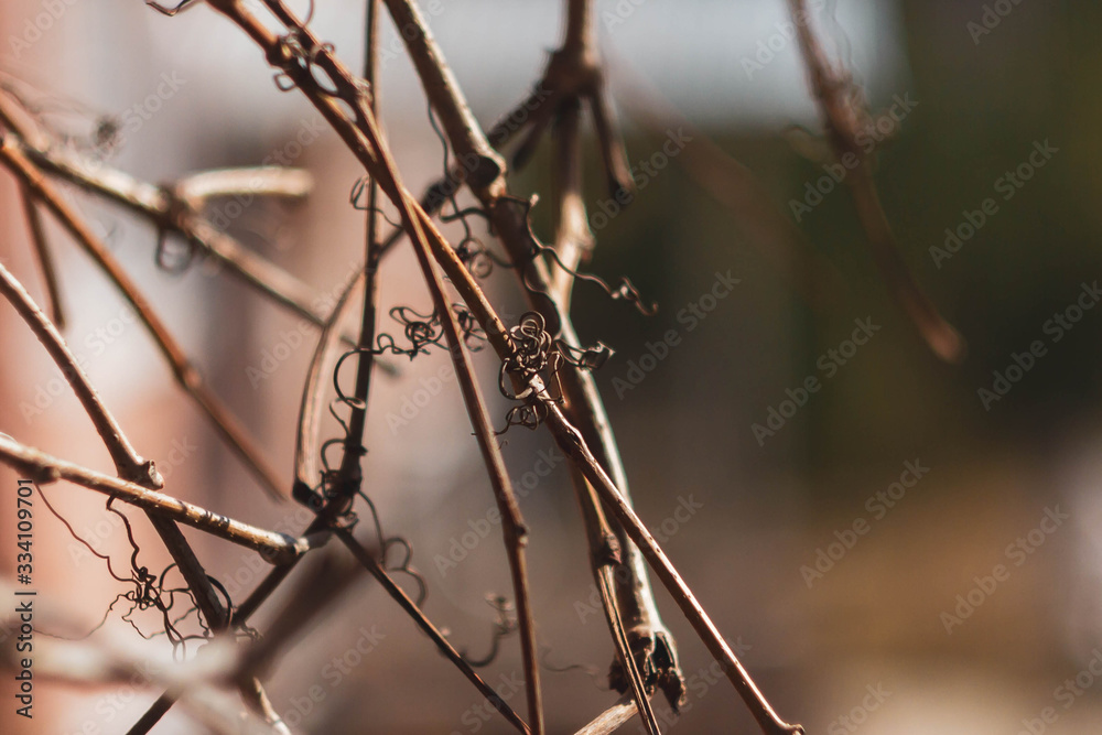 Dry branch of grapes without leaves. Dry branch of grapes without leaves.