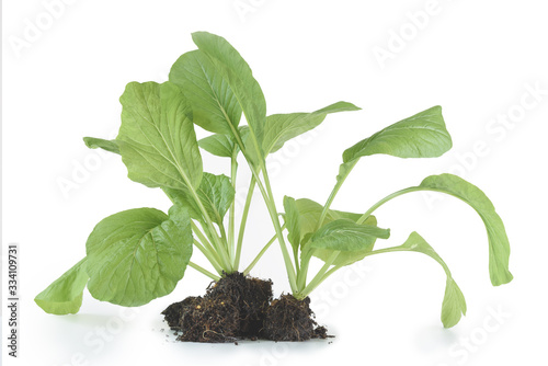 Home plant Chinese Cabbage-PAI TSAI or Brassica chinensis Jusl var parachinensis (Bailey) with root isolated  over white background photo