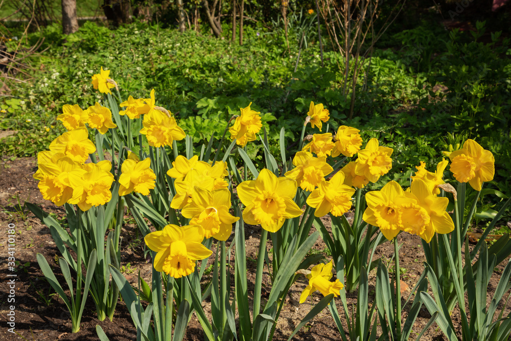 Obraz premium A bed of narcissus flowers in the sun with selective focus in the middle of the bed