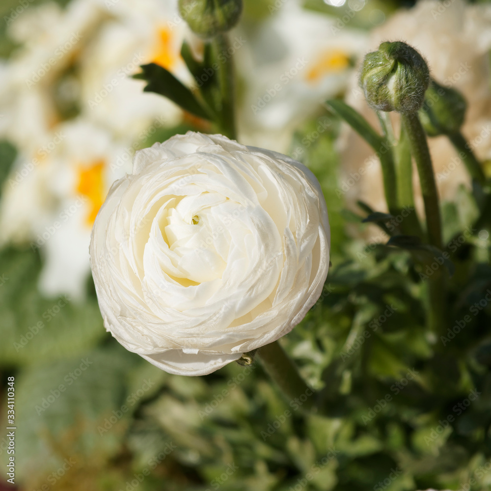 Ranunculus asiaticus | Renoncule des fleuristes ou renoncule asiatique,  magnifique fleur de bouquet aux nombreuses pétales en coupe de couleurs  blanche 'Aviv' Photos | Adobe Stock