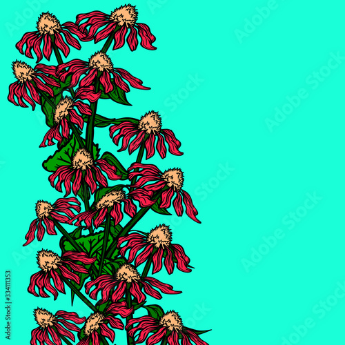 banner postcard medical plants echinacea flower nature vector background print illustration colored border poster textile wrapper homeopathic