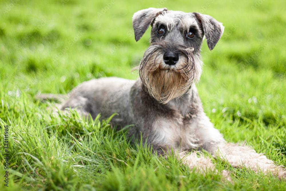 schnauzer