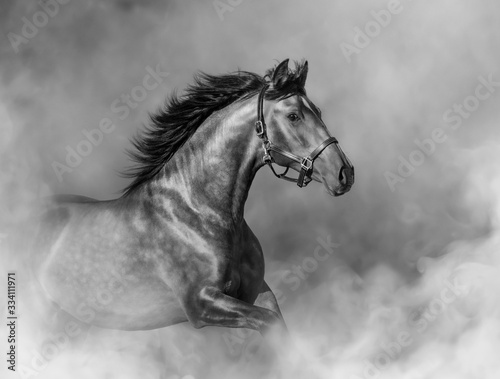 Andalusian horse in halter in light smoke in motion.