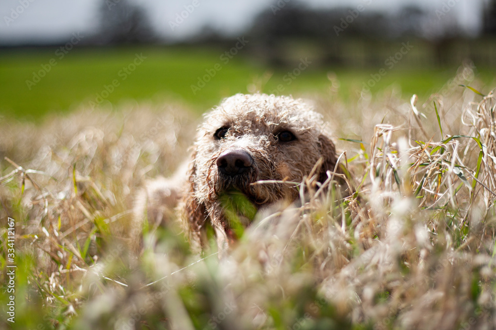 Fototapeta premium Spanish Water Dog