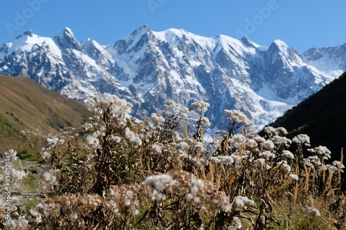 Snowy mountains Dzhangi-Tau and Shkhara with Khalde Glacier, with plants in foreground. During trekking from village of Khalde to the Khalde glacier. Greater Caucasus, Svaneti, Georgia photo