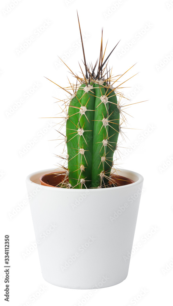 Potted cactus isolated on white background, close up Potted cactus isolated on white background, close up