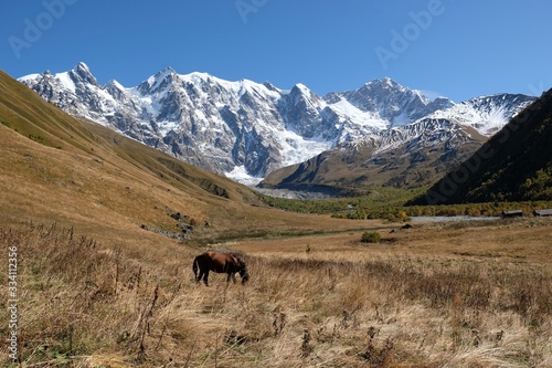 A horse grazing in the meadow in valley. Snowy peaks Dzhangi-Tau and Shkhara with Khalde Glacier in background. During trekking from Khalde to Khalde Glacier. Greater Caucasus, Svaneti, Georgia