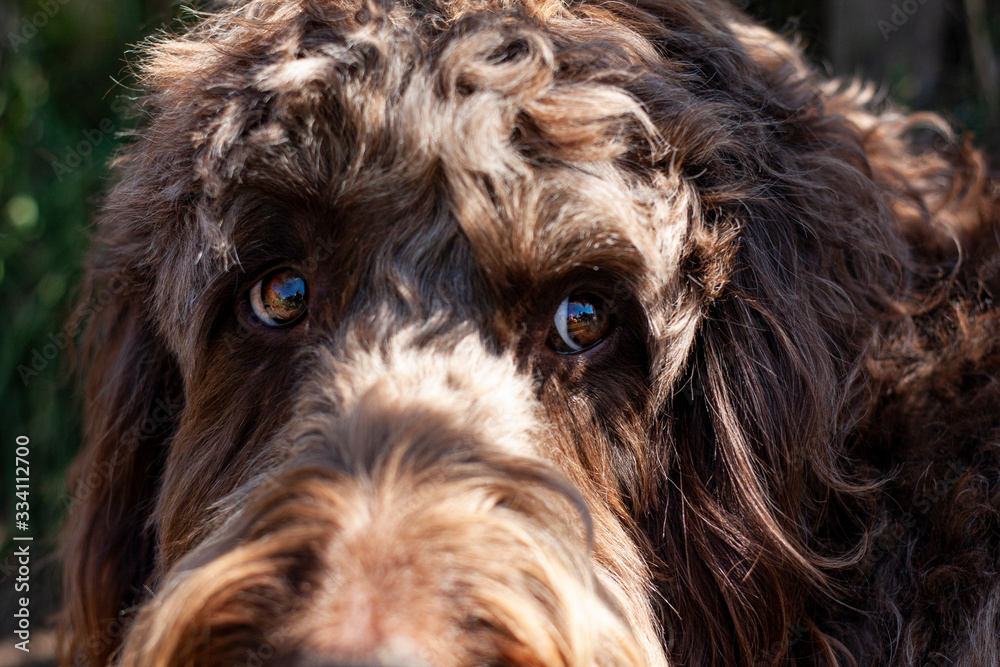 labradoodle labradoodle