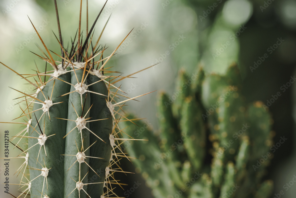 Mini cactus plant potted on blurred botanical garden background Mini cactus plant potted on blurred botanical garden background