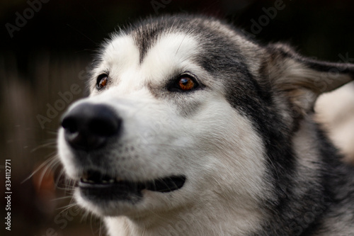 Malamute