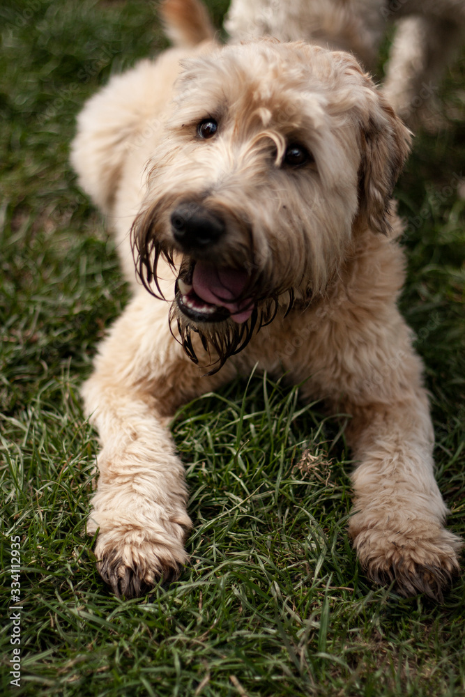 Wheaten terrier Wheaten terrier
