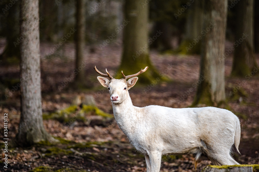 Natural scene of rare white albino deer. Natural scene of rare white albino deer.