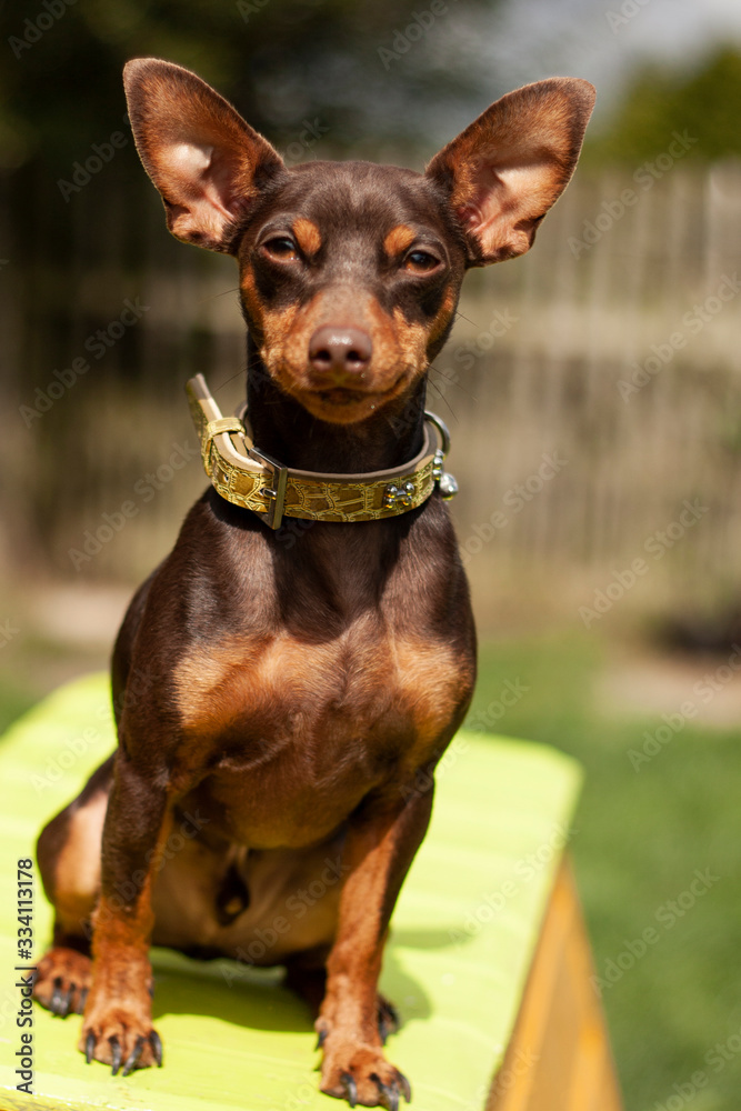 miniature pinscher miniature pinscher