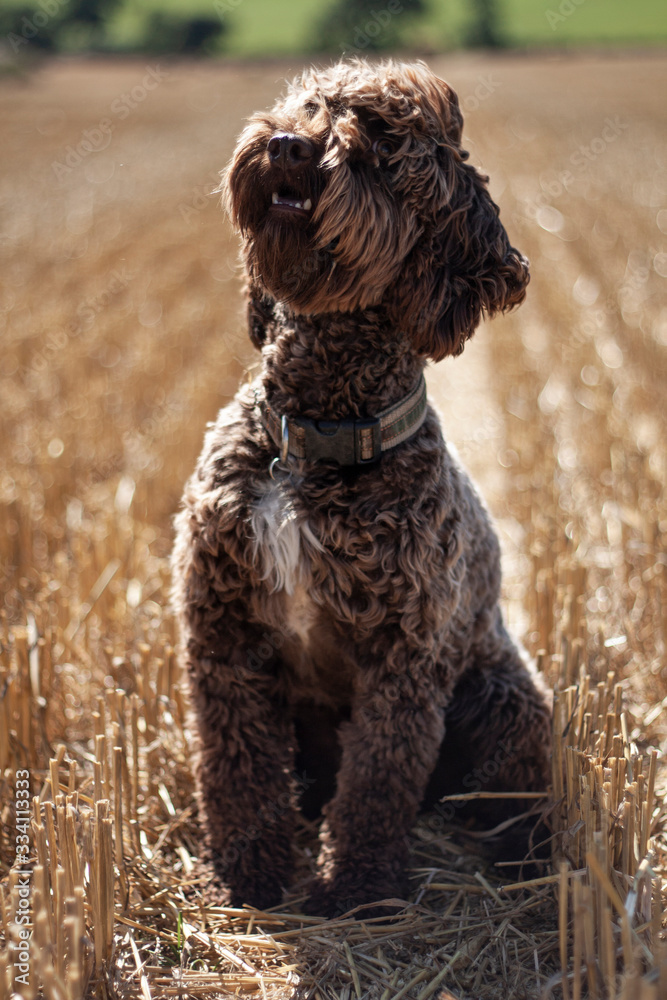 labradoodle