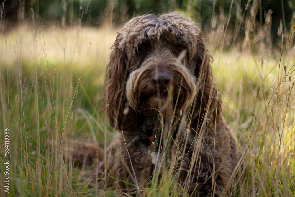 labradoodle labradoodle